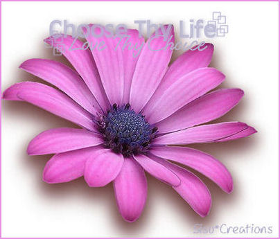 Sisu Creations
